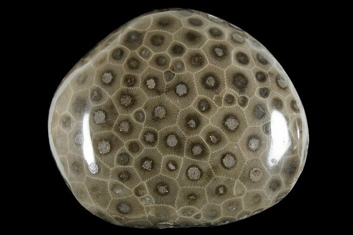 Polished Petoskey Stone (Fossil Coral) - Michigan #177195